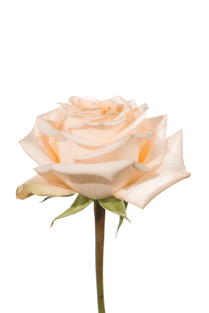 Rose Pink Tiffany Royal Flowers
