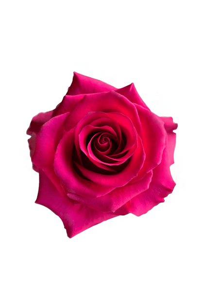 Rose Cerise Tina Royal Flowers