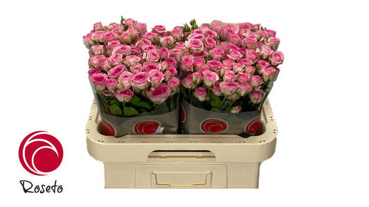 Spray Rose Pink Tralala Roseto