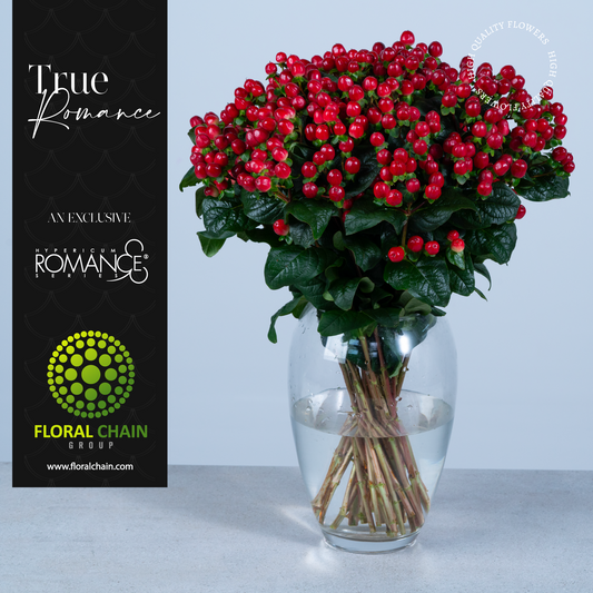 Hypericum Single Red True Romance Floral Chain