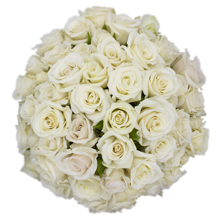 Outstanding Ecuadorian Spray Roses from a specialist Spray Rose farm