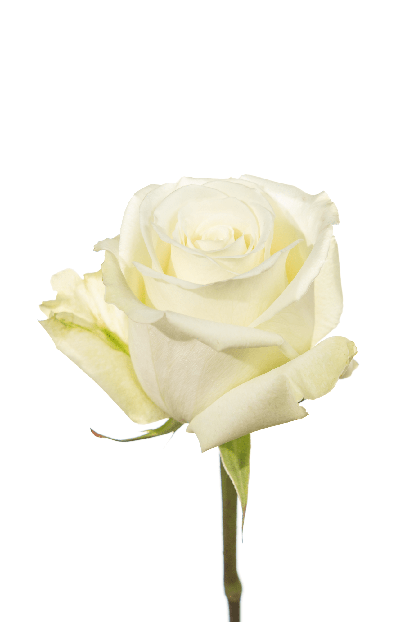Rose White White Dove Royal Flowers