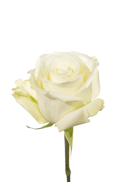 Rose White White Dove Royal Flowers