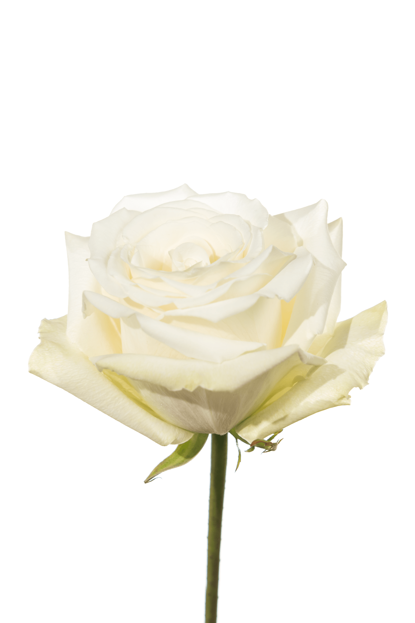 Rose White White Dove Royal Flowers