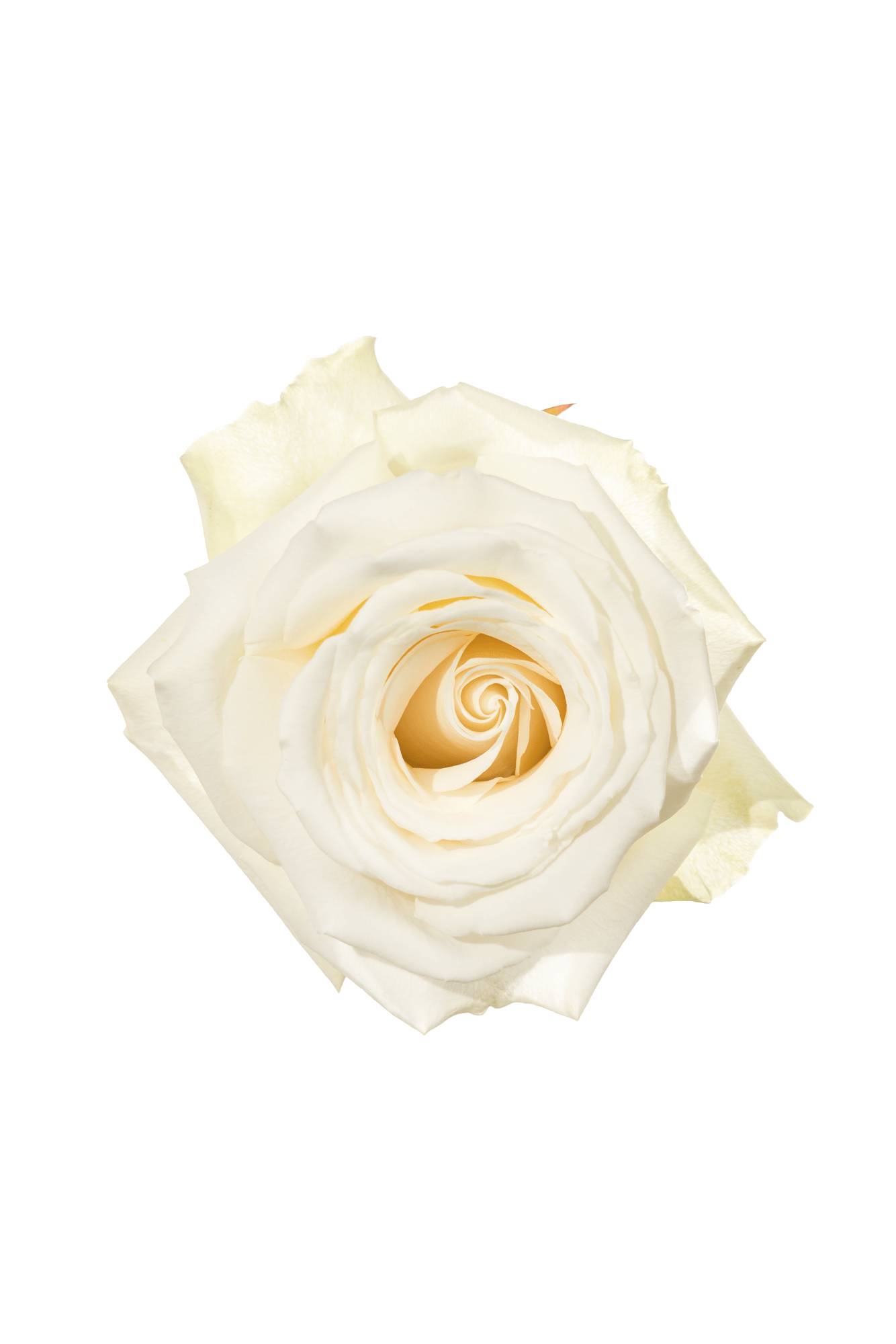 Rose White White Dove Royal Flowers