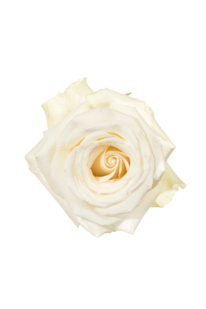 Rose White White Dove Royal Flowers