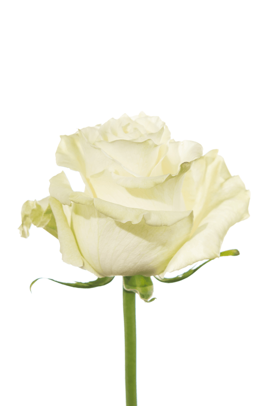 Rose White Mondial Royal Flowers