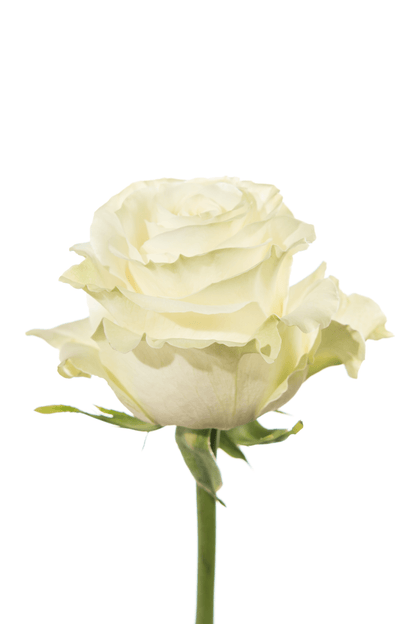 Rose White Mondial Royal Flowers