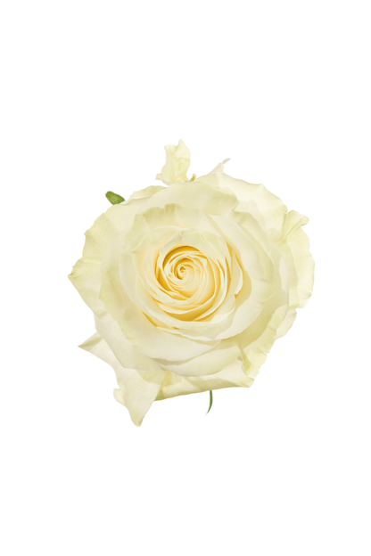 Rose White Mondial Royal Flowers