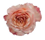 Rose Peach Carpe Diem Wayuu Colombia
