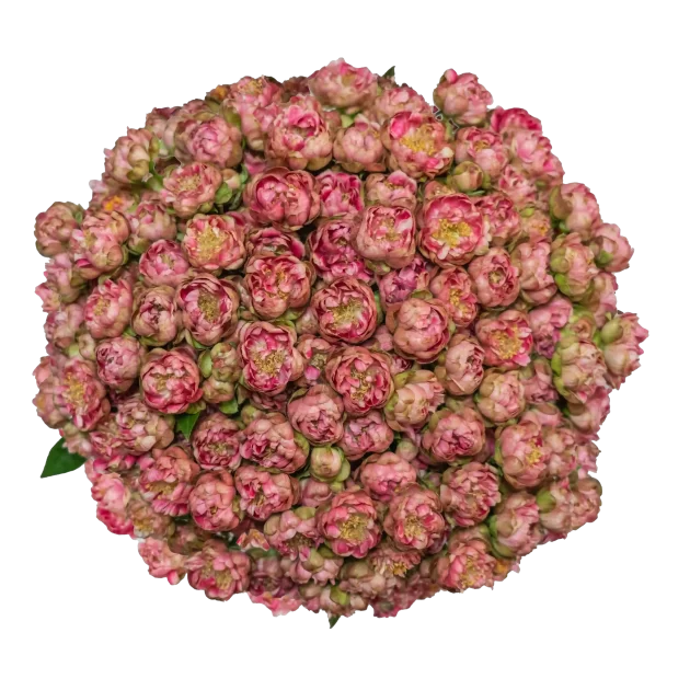 Outstanding Ecuadorian Spray Roses from a specialist Spray Rose farm