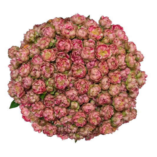 Outstanding Ecuadorian Spray Roses from a specialist Spray Rose farm