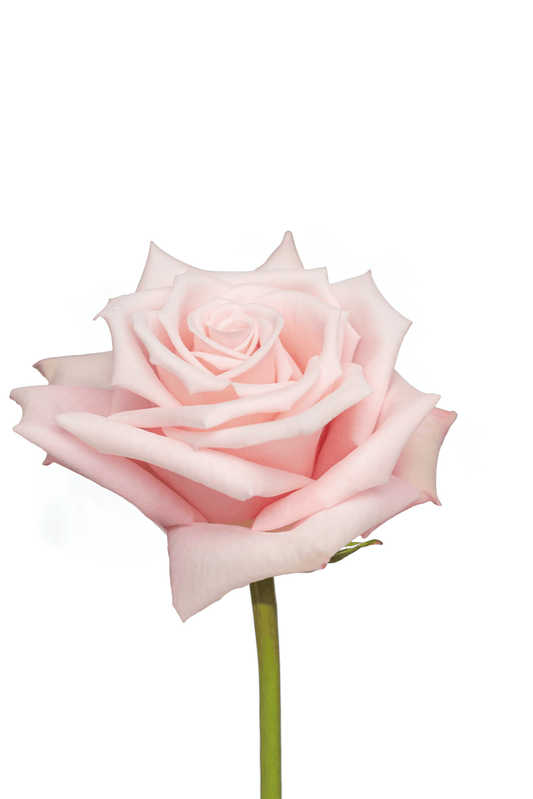 Rose Pink Yoga Royal Flowers
