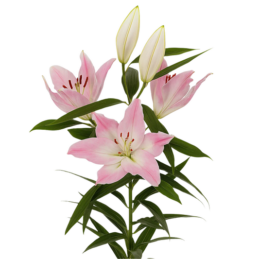 Lily Pink Oriental Premium Colet Klaver