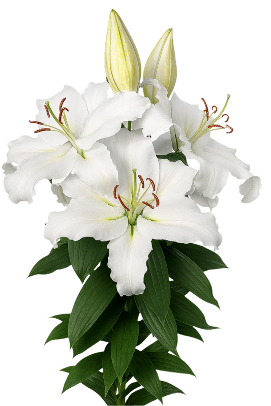 Lily White Oriental Premium Proposal Klaver