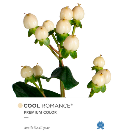 Outstanding Ecuadorian Spray Roses from a specialist Spray Rose farm