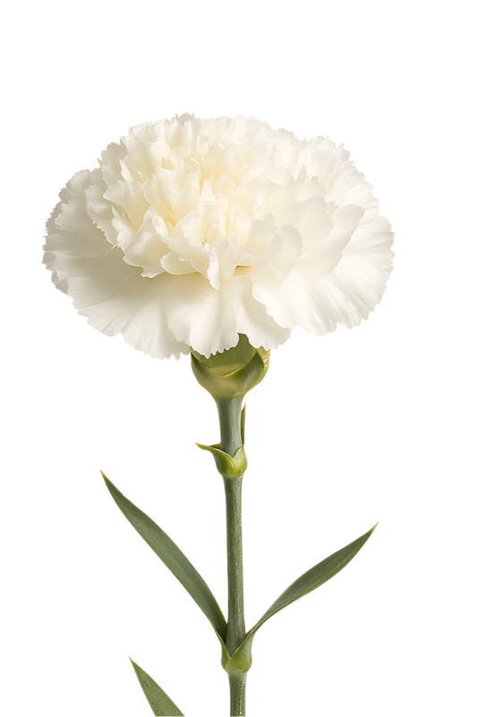 Carnation White Standard Luisiana Colombia