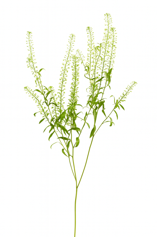 Greenbell Green Lepidium Agriver