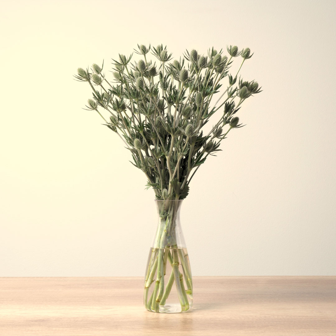 A strong picture of Eryngium