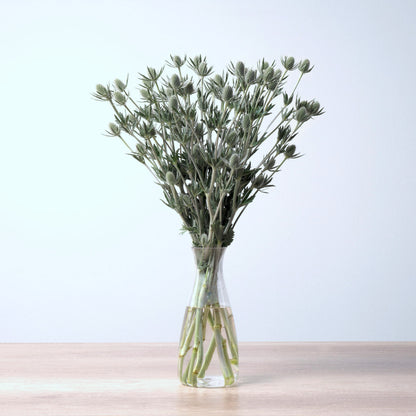 A strong picture of Eryngium