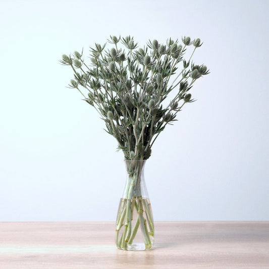 A strong picture of Eryngium