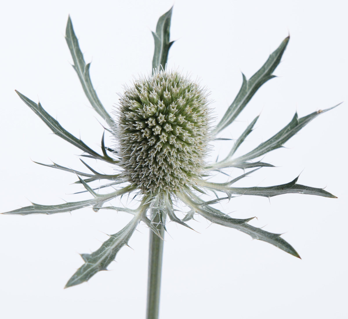 A strong picture of Eryngium