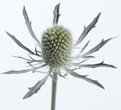 A strong picture of Eryngium