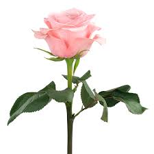 Impressive looking Ecuadorian roses