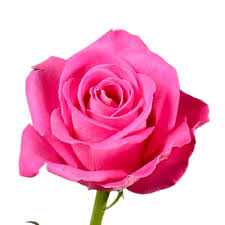 High quality Kenyan roses