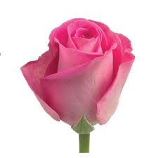 High quality Kenyan roses