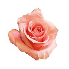 Impressive looking Ecuadorian roses