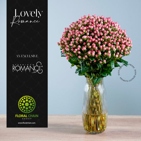 Hypericum Single Pink Lovely Romance Floral Chain