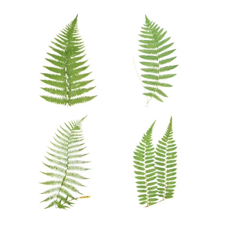 Lush green foliage stems